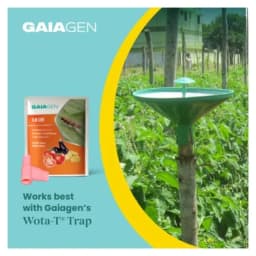 Gaiagen Pheromone Lure For Tomato Leafminer Tuta Absoluta And Insect Water Trap 1.6L, IMO Certified. 5