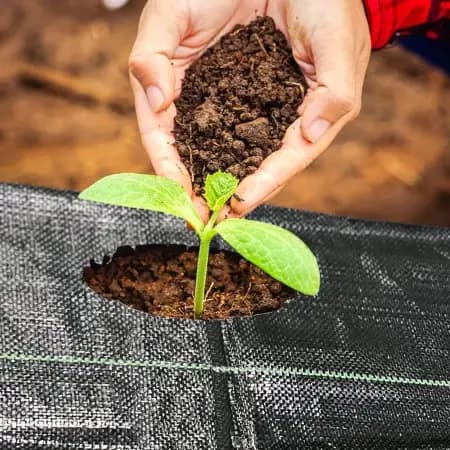 Singhal 100 GSM HDPE Weed Mat 1.5m Width Landscape Fabric For Farming - Image 5