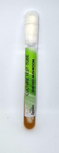 Shroomness Grey Oyster Mushroom Culture In Test-Tube, 100% Clean, Active Mycelium Culture In Test-Tube