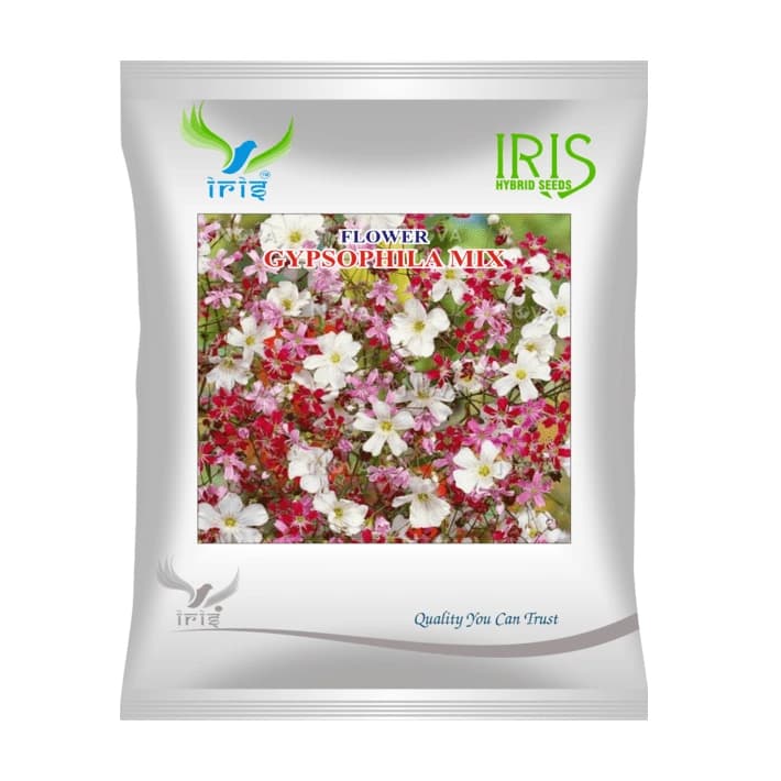 Iris Gypsophila Mix Hybrid OP Flower Seeds, Imported, Ideal For Pots And Bed Sowing Flowers