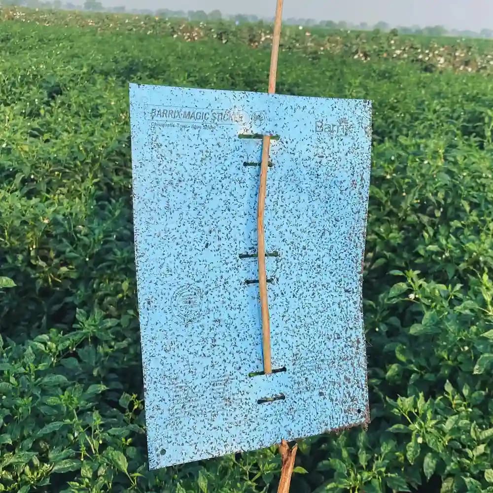 Barrix Magic Sticker - Blue Sheet, Double Side Gumming, Effective In Mass Trapping. - Image 4