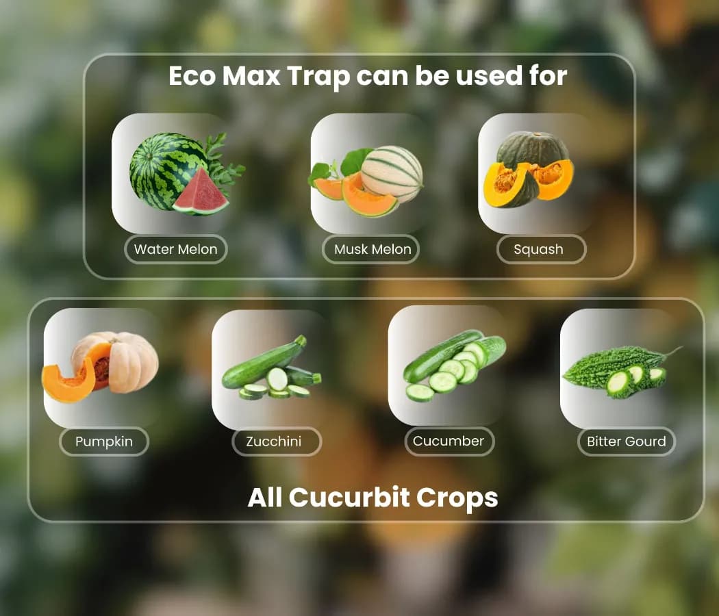 चिपकू - मेलन फ्लाई ल्यूर (बैक्ट्रोसेरा कुकुरबिटे) के साथ फेरोमोन इकोमैक्स ट्रैप लार्वा द्वारा भोजन। लौकी, कद्दू, टमाटर, तरबूज, तोरी के लिए. - Image 8