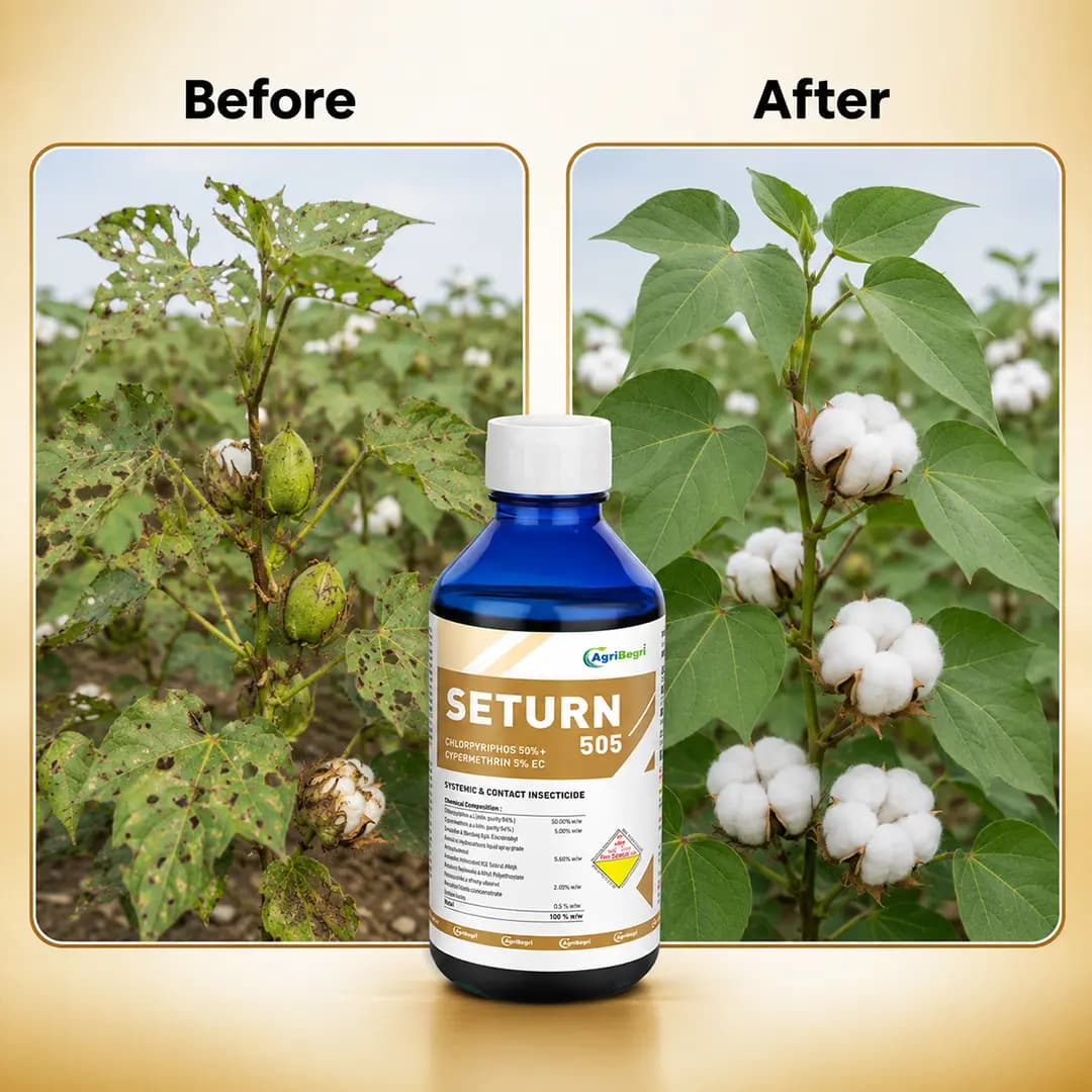 Seturn 505 Insecticide - Chlorpyriphos 50% + Cypermethrin 5% EC - Image 6