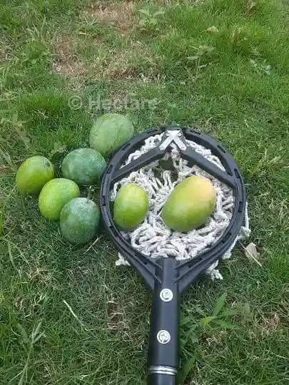 Hectare Lightweight Mango Fruit Picker - Harvester (Without Pole) - Image 7