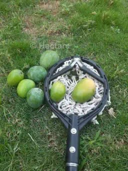 हेक्टेयर हल्के वजन का मैंगो फ्रूट पिकर, 4 बदली जा सकने वाली तेज ब्लेड और कॉटन नेट के साथ फ्रूट हार्वेस्टर, फ्रूट हार्वेस्टर (बिना पोल के) 7