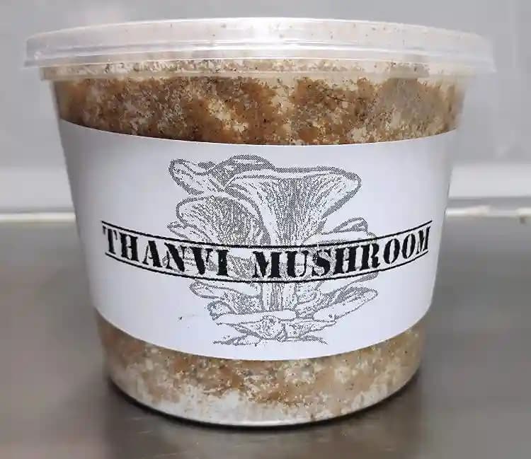 Oyster Mushroom (Commercial Grade) Saw Dust Spawn Seed (800 Gm X 2 Pack) 1600 Gm - Image 2