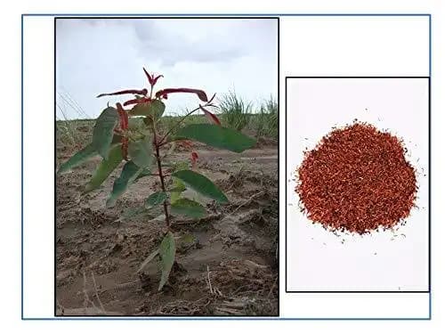 RK Seeds - Eucalyptus Seeds, Eucalyptus pellita Seeds, Red Mahogany - Image 3