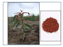 RK Seeds - Eucalyptus Seeds, Eucalyptus pellita Seeds, Red Mahogany 3