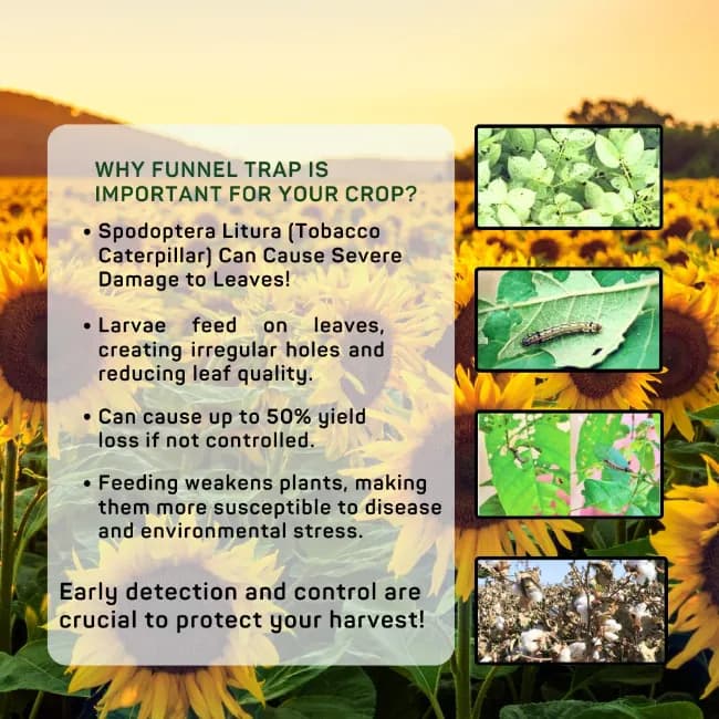 Chipku Funnel Trap With Spodoptera Litura Lure - Image 6