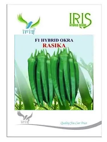 Iris Hybrid Vegetable Seeds F1 Hybrid Okra Seeds (Bhindi) Rasika, Very Prolific - Image 3