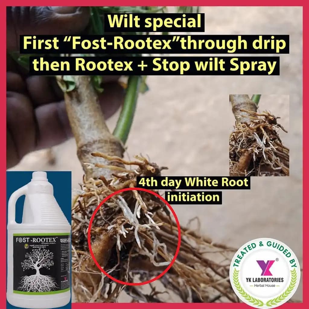 FOST ROOTEX - Soil Conditioner & pH Balancer, Increase the Plant Root Growth and Metabolism - Image 6