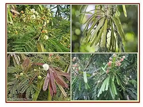 RK Seeds Subabul Tree Seeds , Subabul Fodder cattle Seed , Subabul , Safed Babool , Soundal , Fodder Seeds , Leucaena Leucocephala,River tamarind
