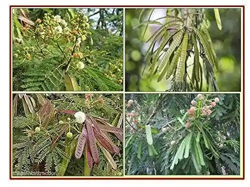 RK Seeds Subabul Tree Seeds , Subabul Fodder cattle Seed , Subabul , Safed Babool , Soundal , Fodder Seeds , Leucaena Leucocephala,River tamarind