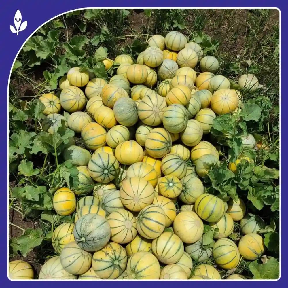 Sagar 60 F1 Hybrid Muskmelon Seeds, Yellow Skin With Green Stripes, High Yield, Orange Flesh - Image 3