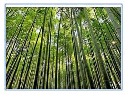 RK Seeds Bamboo Seeds , Bambusa Arundinacea, Indian Thorny Bamboo,Bambusa bambos seeds, Giant Thorny Bamboo,Indian Thorny Bamboo,clumping bamboo seeds 2