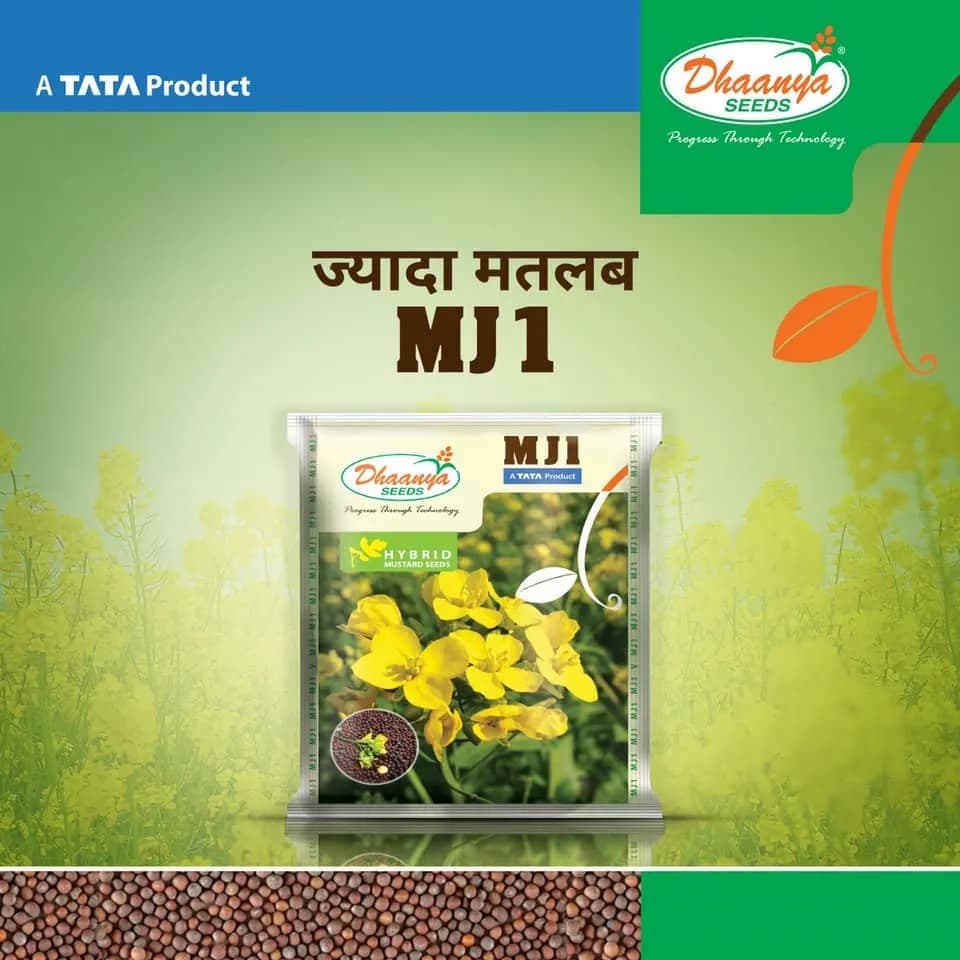 TATA Rallis MJ1 F1 Hybrid Mustard Seeds, Sarso Ke Beej, Long Duration Variety - Image 3