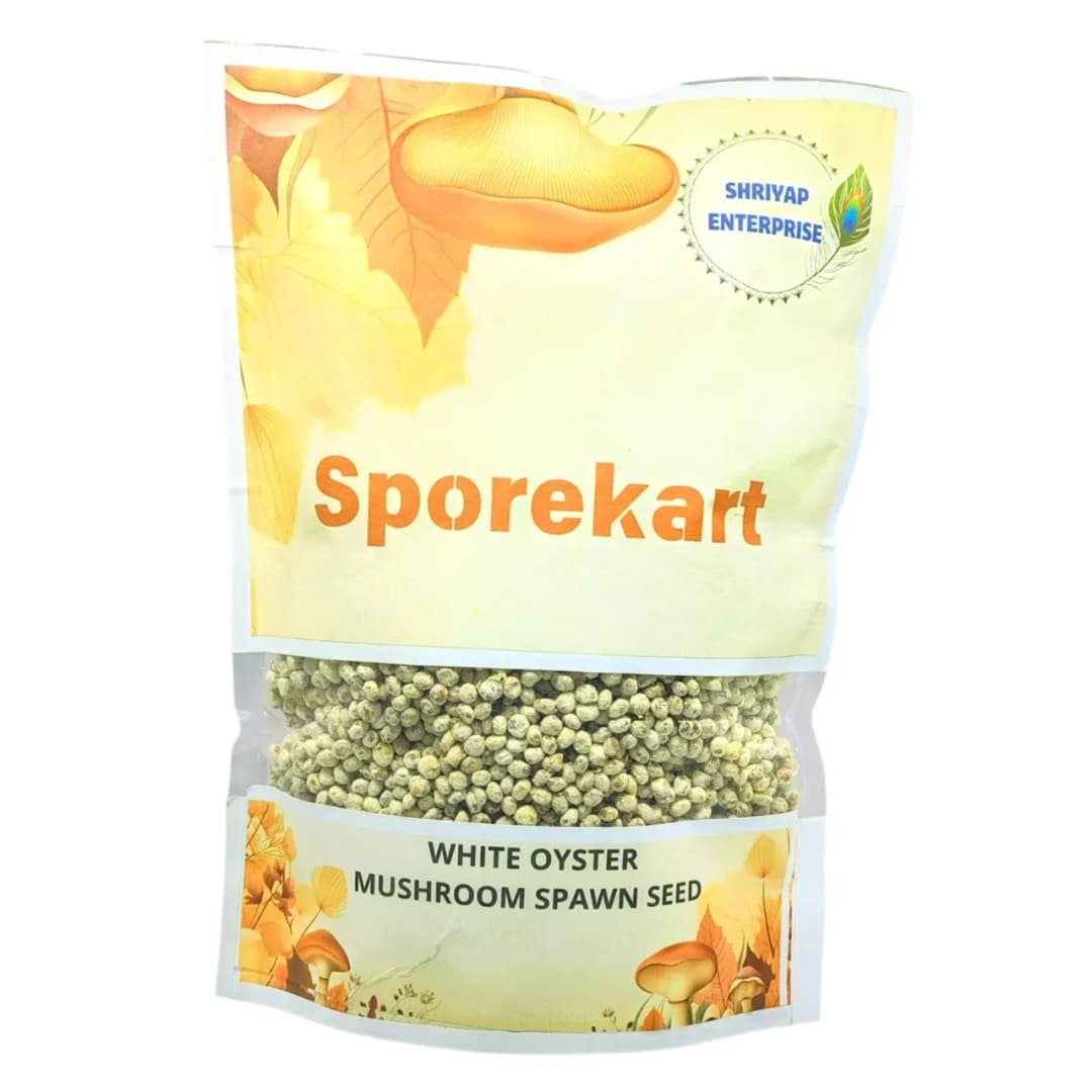 Shriyap White Oyster Mushroom Spawn, Seed White Color With Silky Surfaces - Image 3