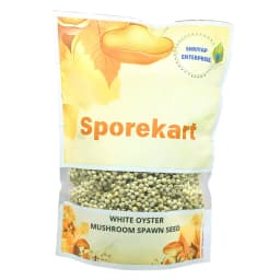 Shriyap White Oyster Mushroom Spawn, Seed White Color With Silky Surfaces 3