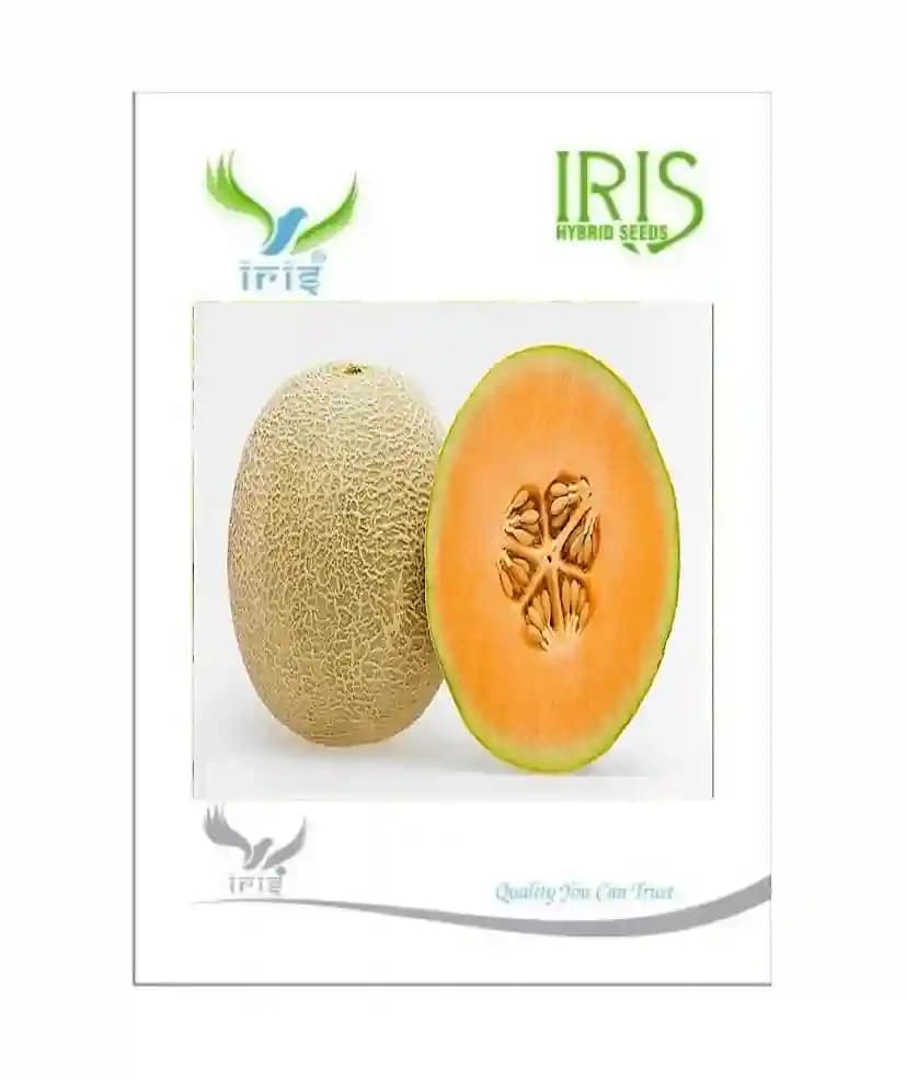 Iris Hybrid Musk Melon, Vegetable Seeds, Kharabooja Ka Beej, Best In All Seasons (15 Seeds) - Image 2