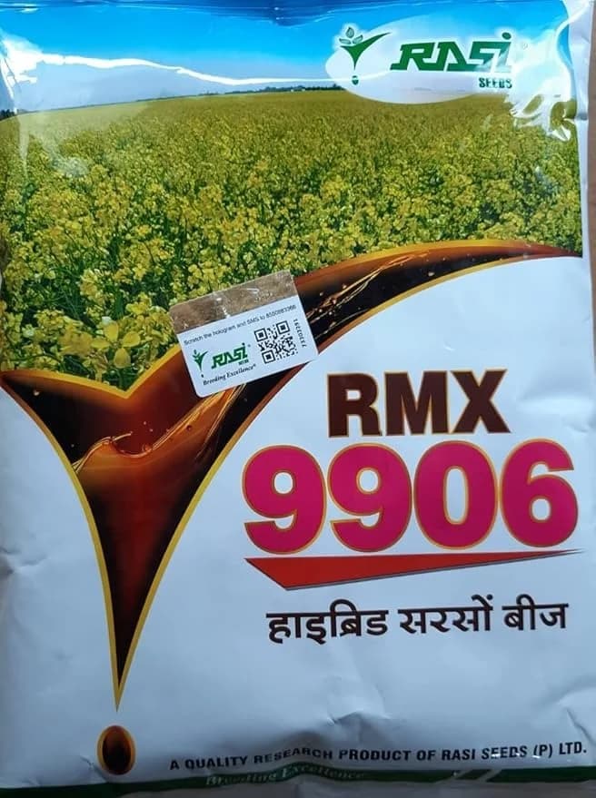 Rasi RMX 9906 Hybrid Mustard Seeds, Sarso Ke Beej, Premium Quality Mustard Seeds, Bold With Good Oil Content