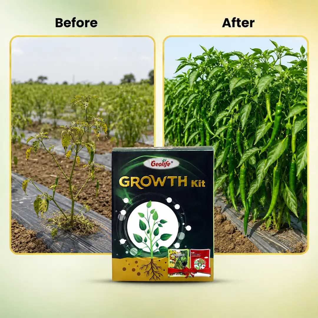ಜಿಯೋಲೈಫ್ ಗ್ರೋತ್ ಕಿಟ್ 450GM (ವಿಗೋರ್ 250gms + ಟ್ಯಾಬ್ಸಿಲ್ 200gms), 100% ನೀರಿನಲ್ಲಿ ಕರಗುವ - Image 5
