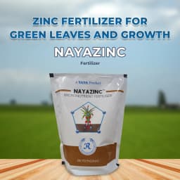 Tata Rallis Nayazinc Fertilizer, Zinc Polyphosphate, Promotes Plant Growth, Development And Yield 2