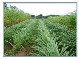 Sri Sai Forestry CSV-33 MF Anant Fodder Grass Seeds, High Yield Multi Cut Grass Seed 4