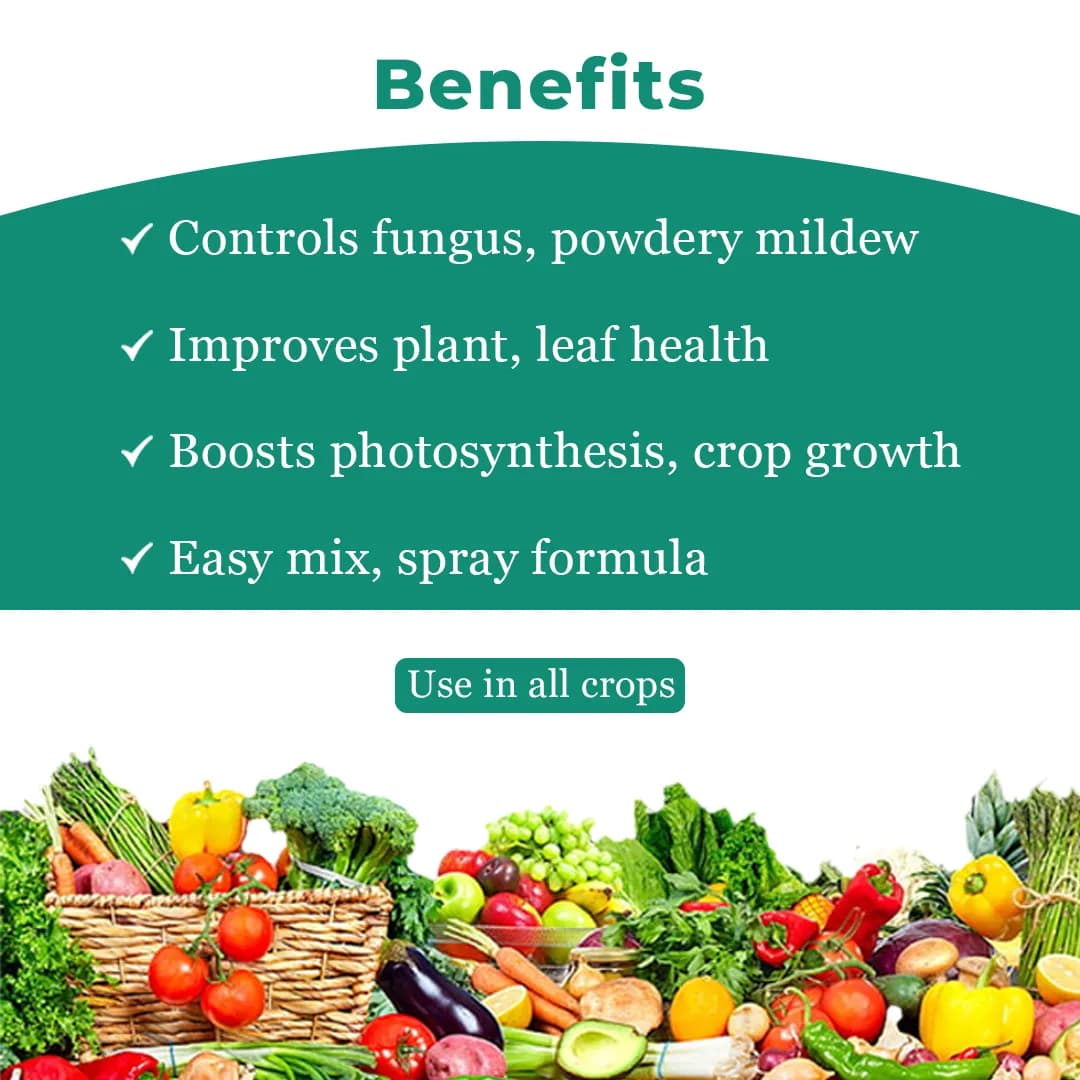 BACF Nutrixulf Sulphur 40% SC Fungicides, Effective Against Powdery Mildew, Rust, Leaf Spot. - Image 4