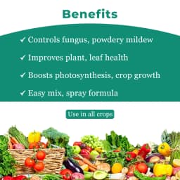 BACF Nutrixulf Sulphur 40% SC Fungicides, Effective Against Powdery Mildew, Rust, Leaf Spot. 4