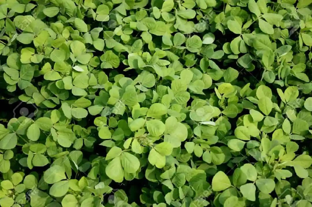 Urja Agriculture Methi, Fenugreek Seeds, Quick Growing Short 8 to 10 Inches Tall Plants