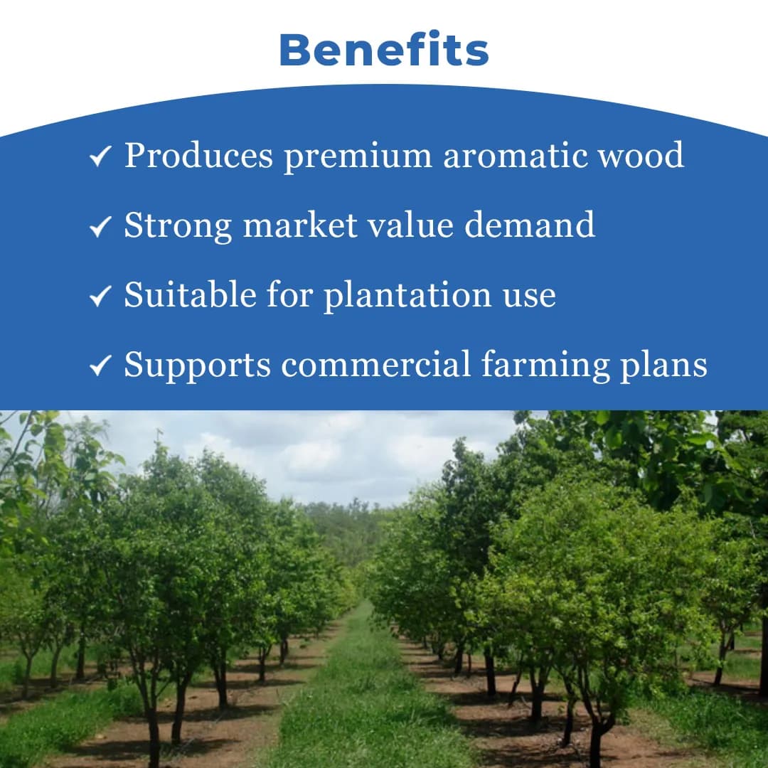 Sri Sai Forestry Safed Chandan Plant Tree Seeds, White Sandalwood Tree Seeds - Image 4