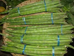 SRI SAI FORESTRY Natural Drumstick Seeds, Moringa Tree Seeds, Miracle Tree Seeds, Horseradish Tree Seed 3