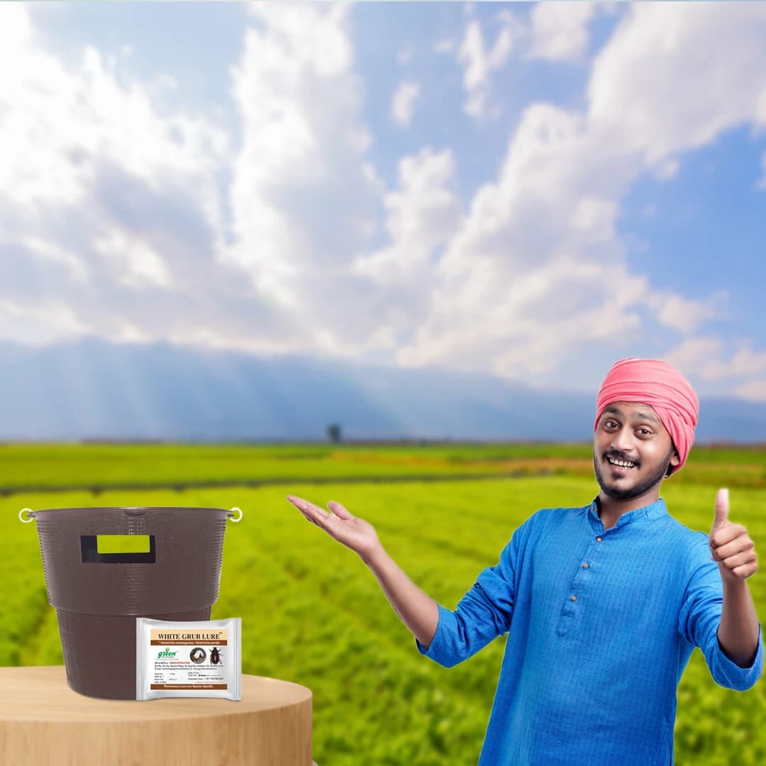 Holotrichia Consanguinea, Holotrichia Serrata Pheromone Trap & Lure, Controlling of White Grub In Sugarcane, Groundnut, Chilli, Guava and Others - Image 5