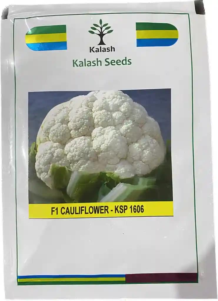 Kalash Cauliflower Seeds KSP 1606 (2000 Seeds) , Suitable For Kharif and Rabi Season - Image 1