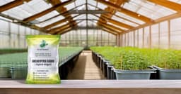 SRI SAI FORESTRY - Eucalyptus Nilgiri , Best Paper wood Tree, Hard Timber & Fast Growing Firewood Tree seeds 8