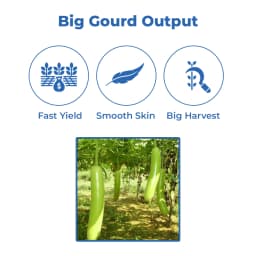 Farmson FB Vamgold Plus F1 Hybrid Bottle Gourd Seeds, Light Green In Color 3