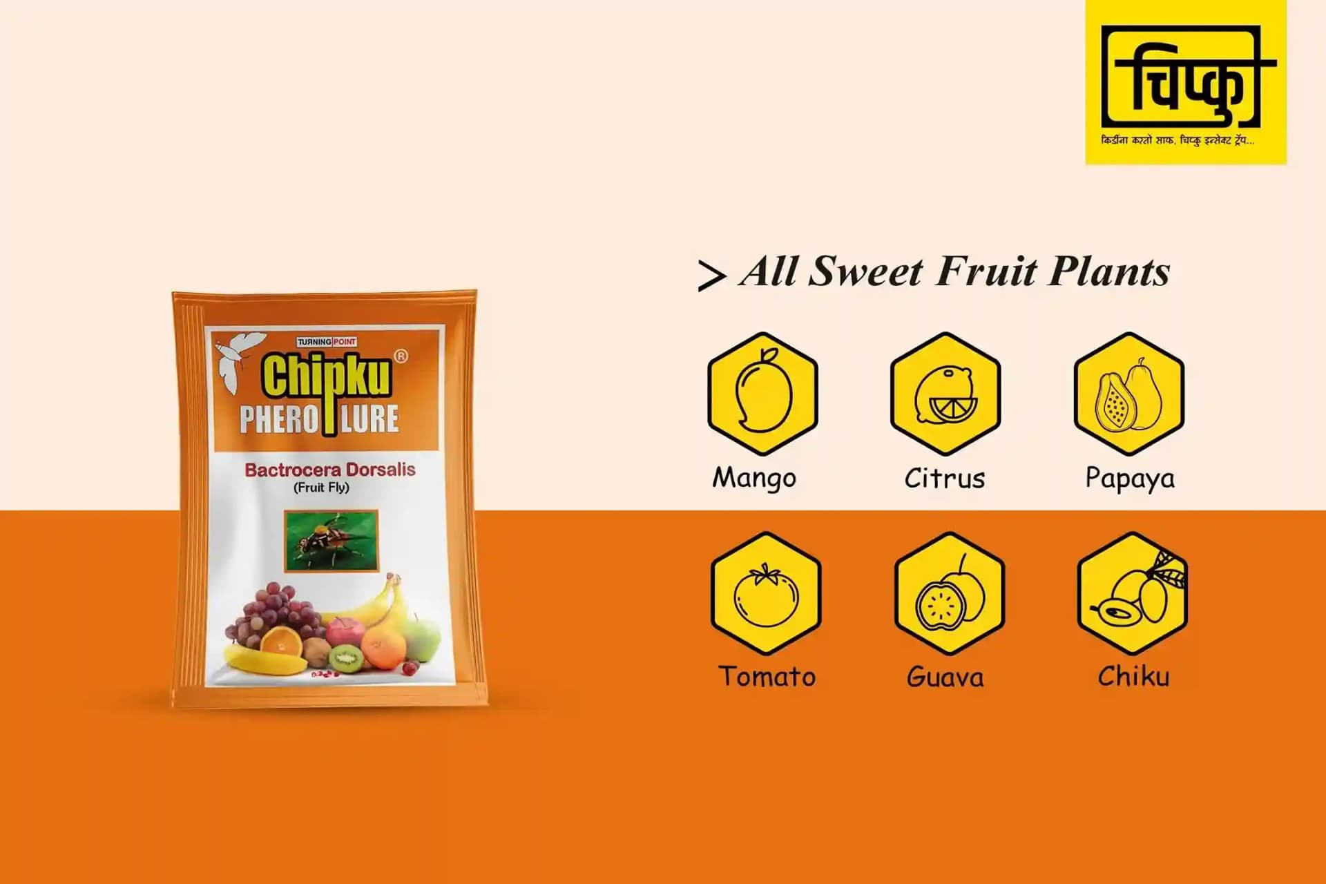 Chipku - Pheromone Glass Trap with Fruit Fly Lure (Bactrocera Dorsalis) For Papaya, Banana, Bitter Melon, Citrus, Coffee, Guava, Peppers, Mango - Image 6