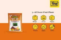 चिपकू - फ्रूट फ्लाई ल्यूर के साथ फेरोमोन इको ट्रैप (बैक्ट्रोसेरा डोर्सलिस) पपीता, केला, करेला, खट्टे फल, कॉफी, अमरूद, मिर्च, आम के लिए. 6