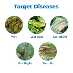 मल्टीप्लेक्स बैक्टिनाश-200 बैक्टीरीसाइड, जीवाणु रोगों जैसे ब्लैक आर्म, एंगुलर पत्ती स्पॉट, जीवाणु झुलसा रोग, जीवाणु वर्ट, पत्ती झुलसा आदि को नियंत्रित 3