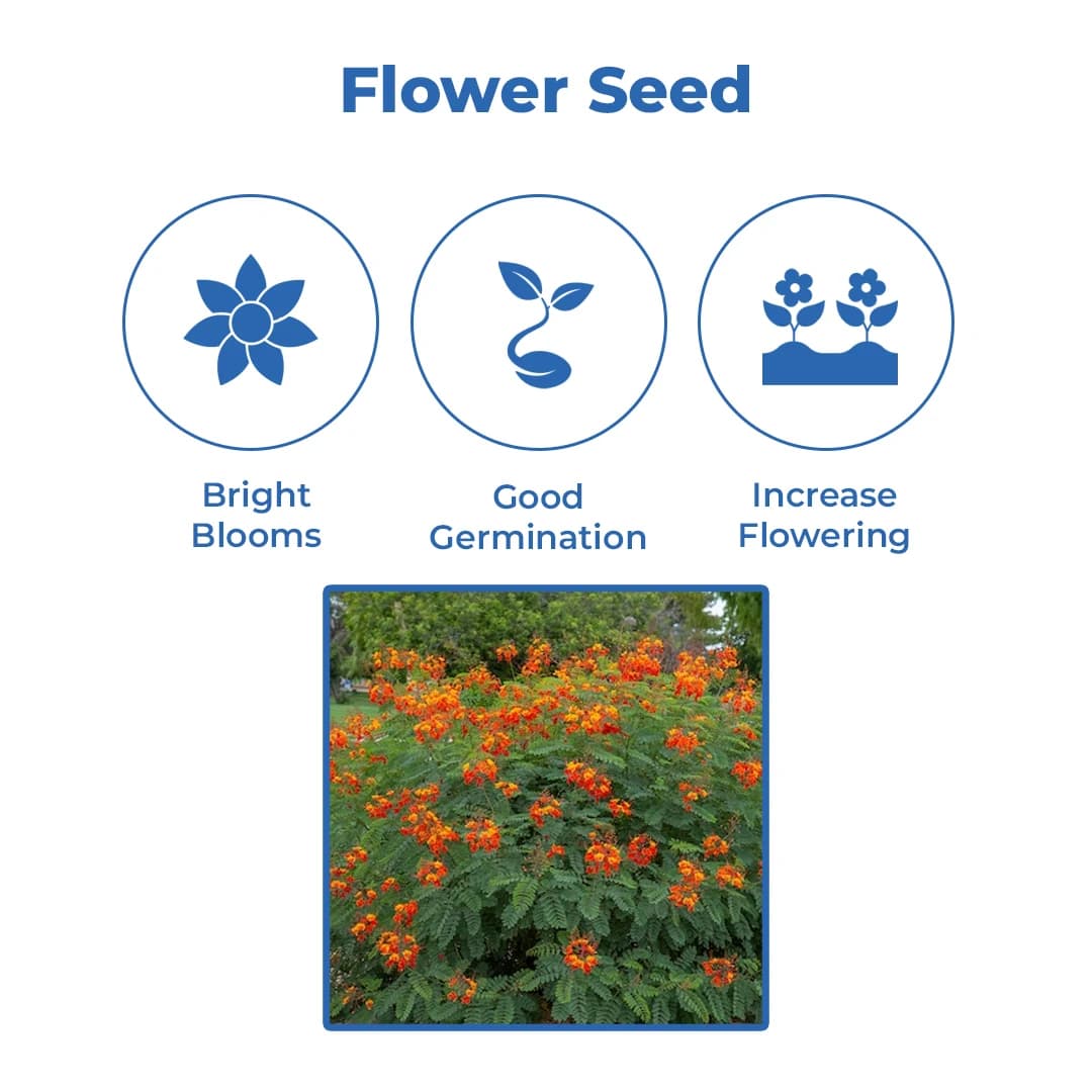 श्री साई फॉरेस्ट्री कैसलपिनिया पुलकेरिमा, मोर के फूल, राजमल्लि, रेड बर्ड ऑफ पैराडाइज़ फूल वाले पौधे के बीज घर के बग़ीचे, बाड़ और छत के लिए - Image 3