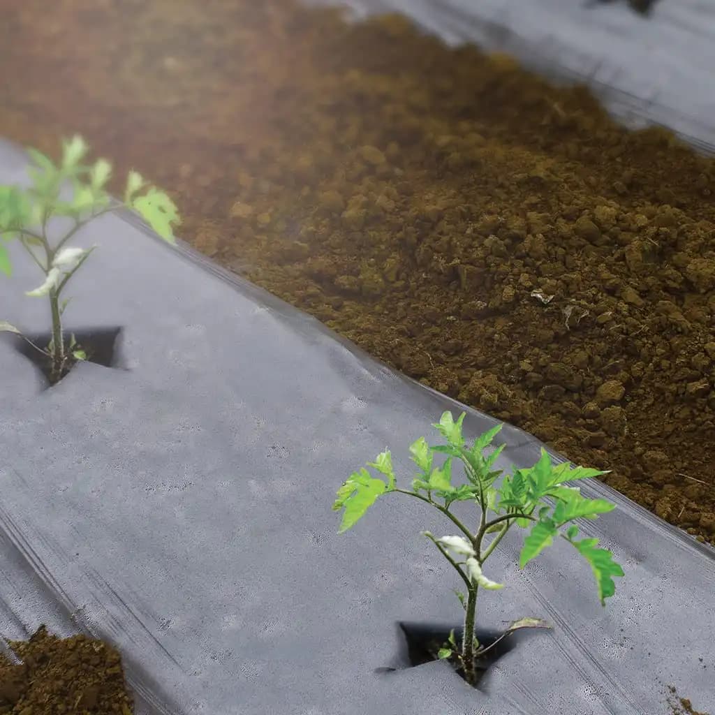 Singhal Premium Mulching Film 1 x 400 Mtr - Image 2