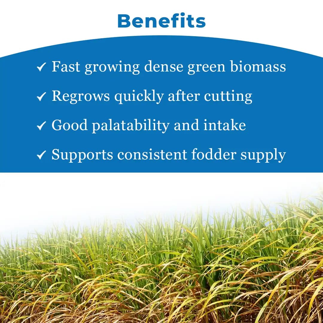 श्री साई फॉरेस्ट्री रेड नैपियर घास के बीज (एमपी चारी) पशु चारा के बीज, ग्रीष्मकाल और वर्षा ऋतु के लिए - Image 4