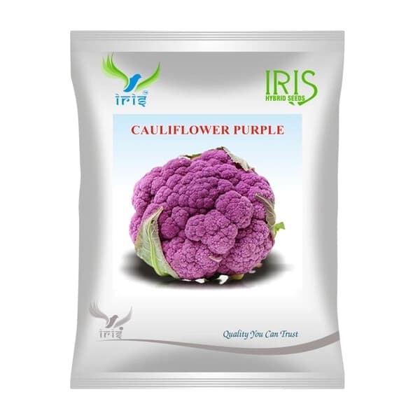 Iris Purple Imported OP Cauliflower Seeds, Unique Purple Curd And High Yield - Image 1