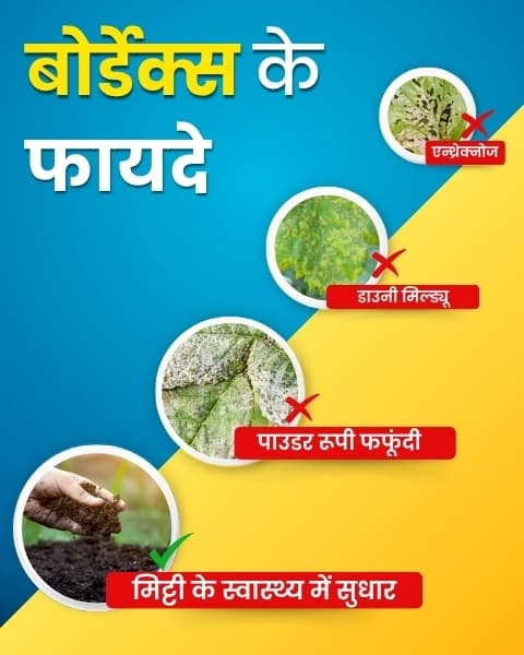 Katyayani K-Bordeaux Mixture Fungicide, Effectively Prevents Fungal Diseases. - Image 7