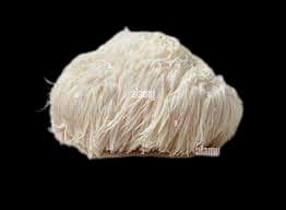 Lion\'s Mane Mushroom Spawn - Hericium Erinaceus - Image 1