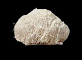 Lion\'s Mane Mushroom Spawn - Hericium Erinaceus