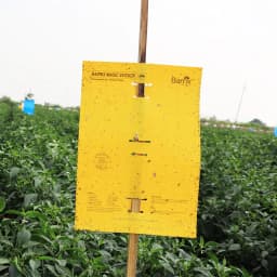 Barrix Magic Sticker Sheet, Non-Drying, Non-Fading, Non-Dripping. Double Side Gumming, Effective In Mass Trapping. 4