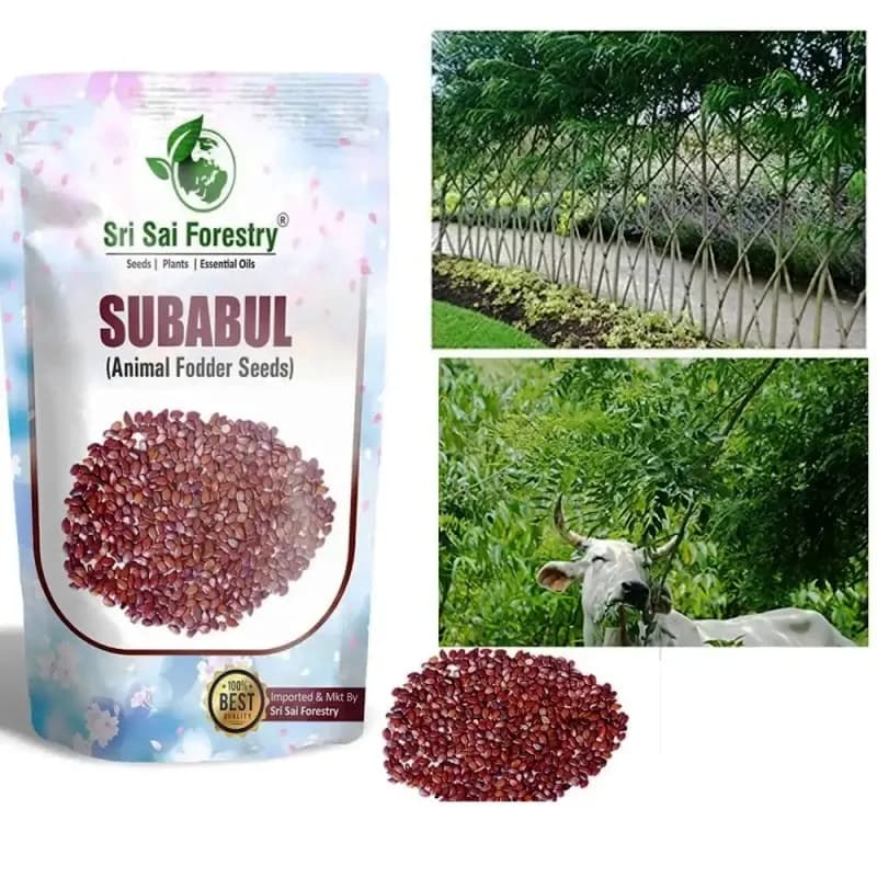 Sri Sai Forestry Subabul Seeds (Leucaena Leucocephala), Safed Babool, Ideal For Fodder Green Manure Plantation And Live Fencing - Image 7
