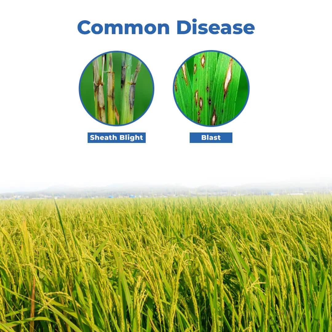 Willowood VALXTRA Hexaconazole 5% + Validamycin 2.5% SC, Best For Shealth Blight And Blast - Image 3