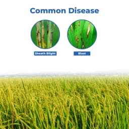Willowood VALXTRA Hexaconazole 5% + Validamycin 2.5% SC, Best For Shealth Blight And Blast 3